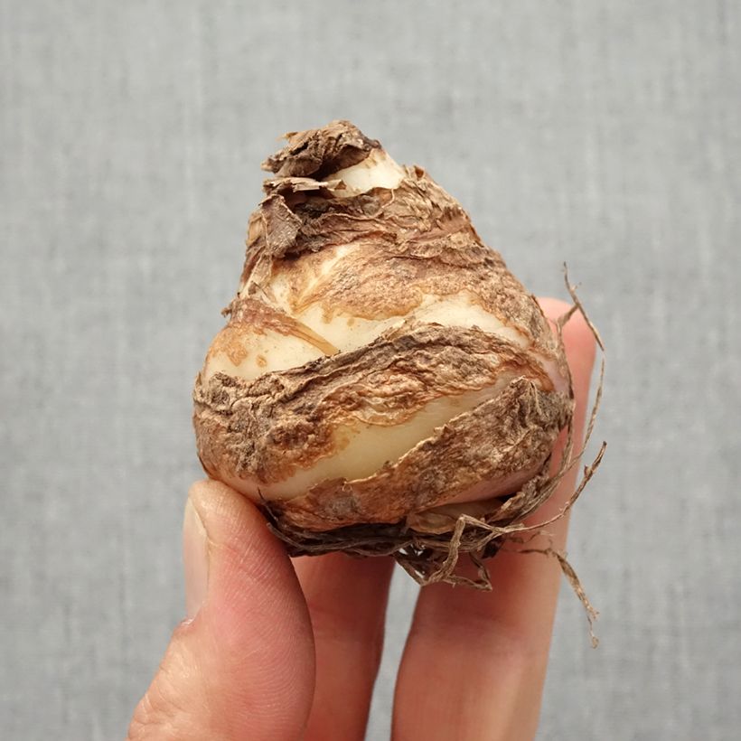 Exemplar von Eucomis comosa Leia - Schopflilie Zwiebel Kaliber/Größe 18+ wie im Frühjahr geliefert