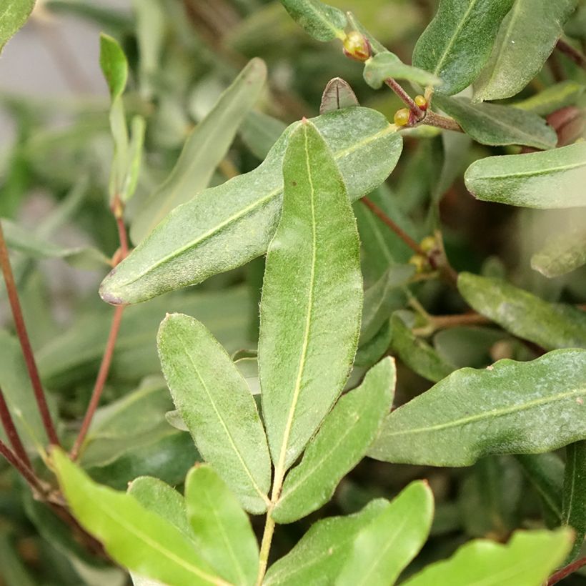Eucryphia lucida Ballerina - Eucryphie (Laub)