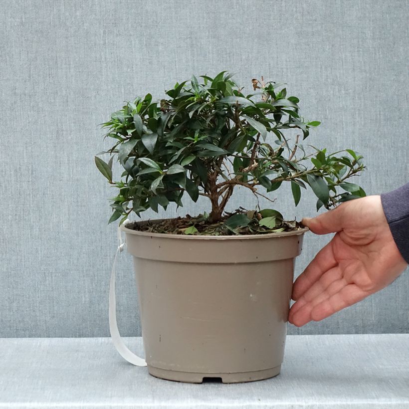 Exemplar von Eugenia myrtifolia Compacta - Eugenie Topf mit 4L/5L wie im Frühjahr geliefert