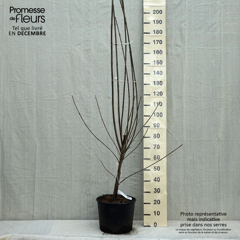 Exemplar von Tetradium daniellii - Bienenbaum Topf mit 12L/15L wie im Winter geliefert