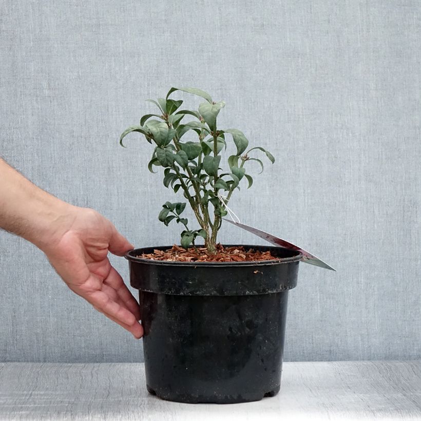 Exemplar von Euonymus alatus Compactus - Pfaffenhütchen Topf mit 4L/5L wie im Sommer geliefert