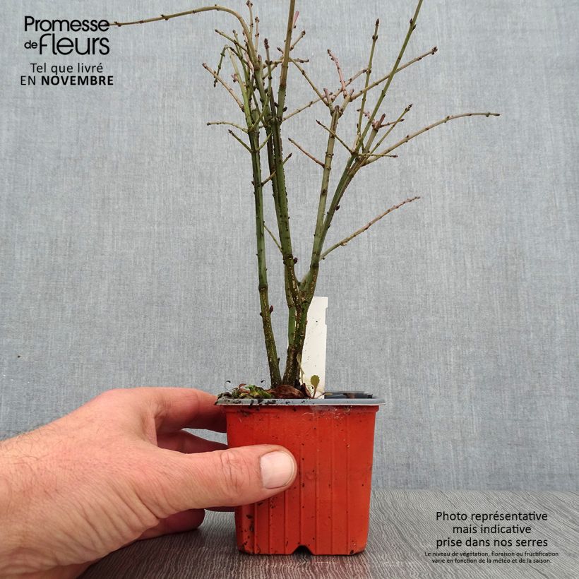 Exemplar von Euonymus alatus - Pfaffenhütchen Kleine Töpfe von 8/9 cm wie im Herbst geliefert