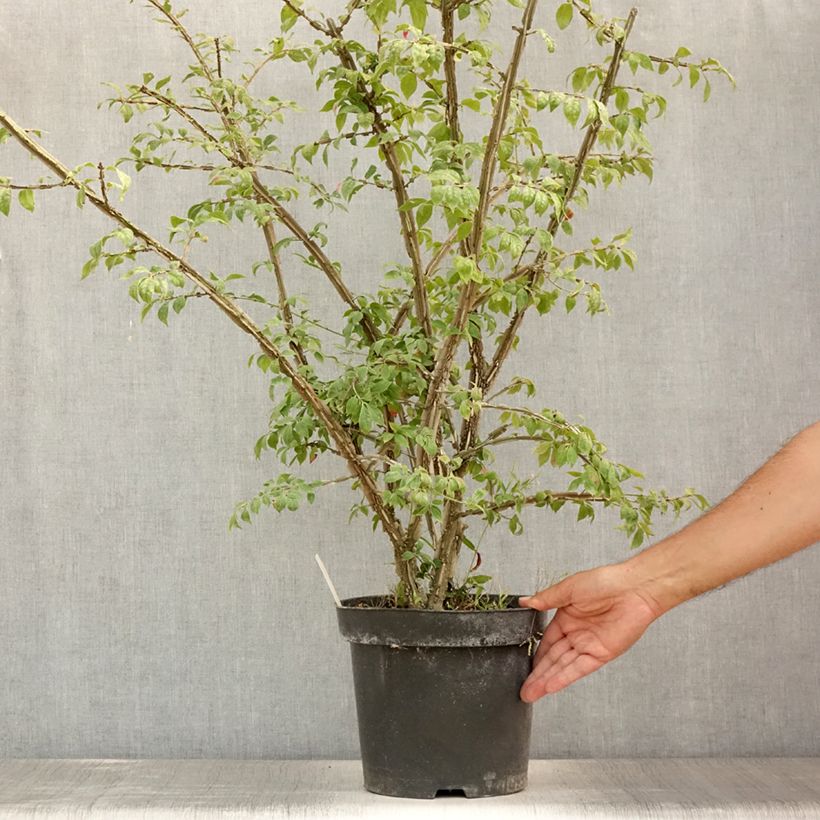 Exemplar von Euonymus alatus - Pfaffenhütchen Topf mit 7,5L/10L wie im Sommer geliefert