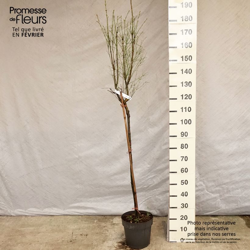 Exemplar von Euonymus clivicolus var. rongchuensis - Pfaffenhütchen Topf mit 7,5L/10L wie im Winter geliefert