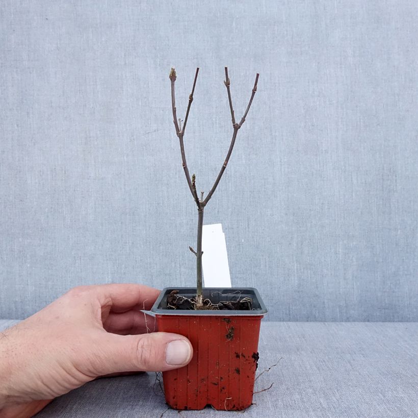 Exemplar von Pfaffenhütchen Red Cascade - Euonymus europaeus Kleine Töpfe von 8/9 cm wie im Winter geliefert