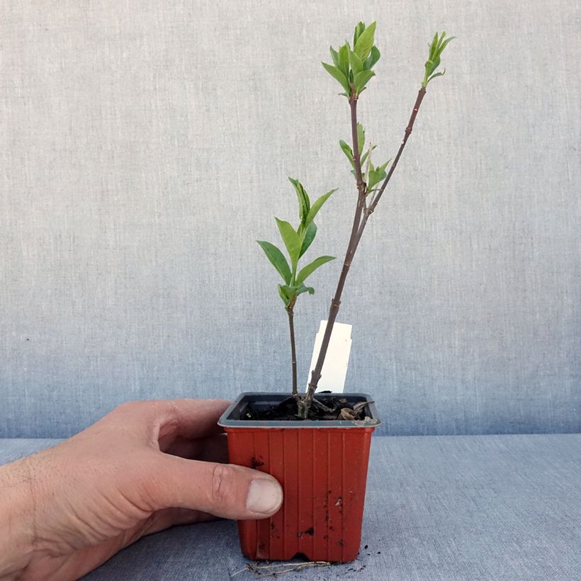 Exemplar von Pfaffenhütchen Red Cascade - Euonymus europaeus Kleine Töpfe von 8/9 cmGelieferte Höhe ca. 10/15cm wie im Frühjahr geliefert