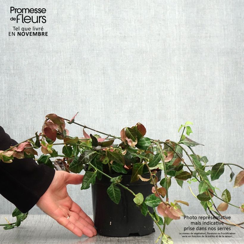 Exemplar von Spindelstrauch Coloratus - Euonymus fortunei Topf mit 1,5L/2L wie im Herbst geliefert