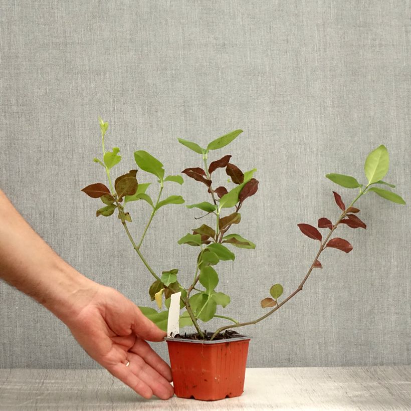 Exemplar von Spindelstrauch Dart's Blanket - Euonymus fortunei Kleine Töpfe von 8/9 cm wie im Sommer geliefert