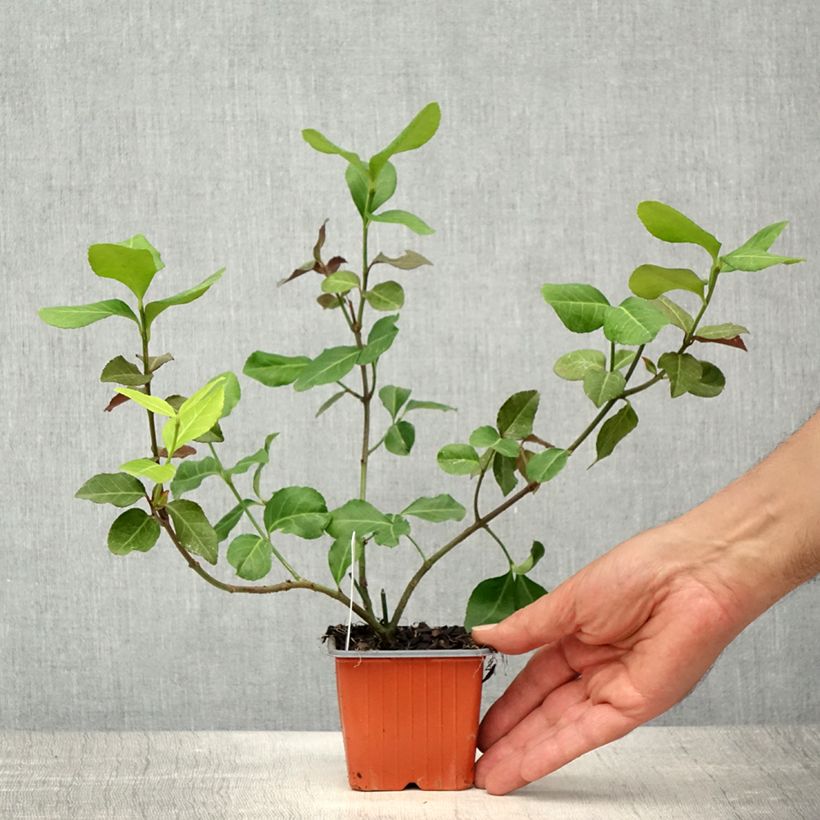 Exemplar von Spindelstrauch Dart's Blanket - Euonymus fortunei Kleine Töpfe von 8/9 cmGelieferte Höhe ca. 5/10cm wie im Frühjahr geliefert