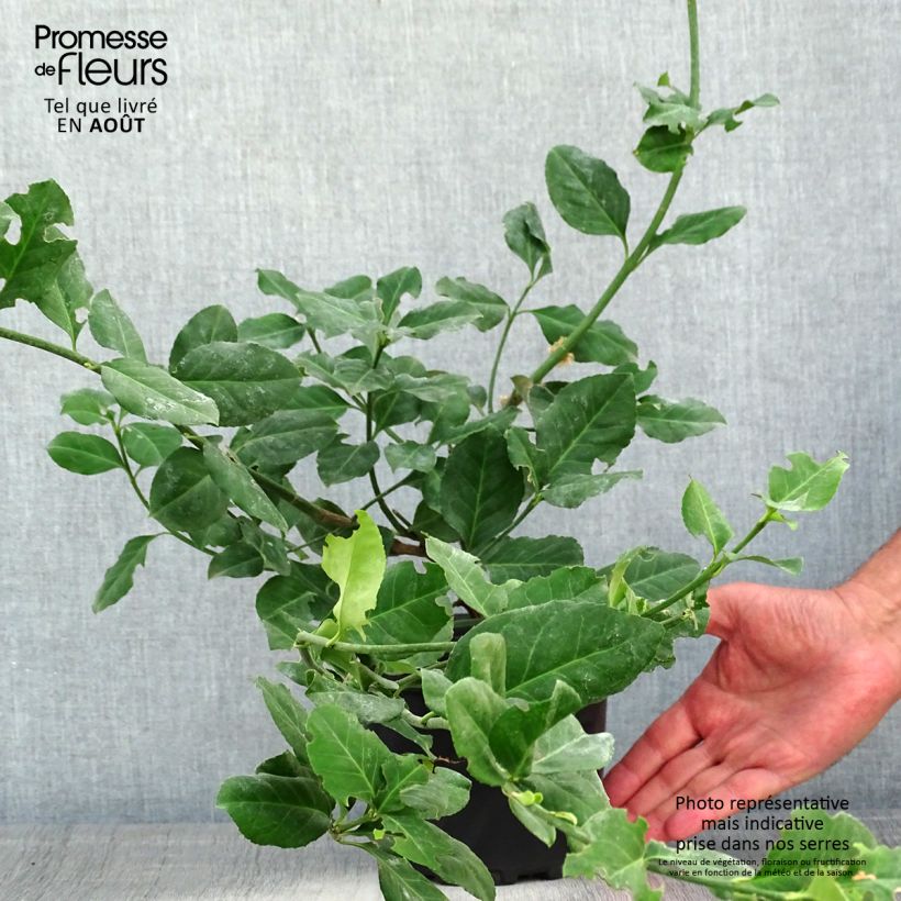Exemplar von Spindelstrauch Dart's Blanket - Euonymus fortunei Topf mit 2L/3L wie im Sommer geliefert