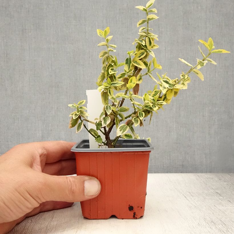 Exemplar von Spindelstrauch Emerald 'n gold - Euonymus fortunei Kleine Töpfe von 8/9 cm wie im Sommer geliefert