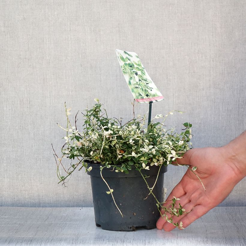 Exemplar von Spindelstrauch Silverstone - Euonymus fortunei Topf mit 2L/3L wie im Sommer geliefert