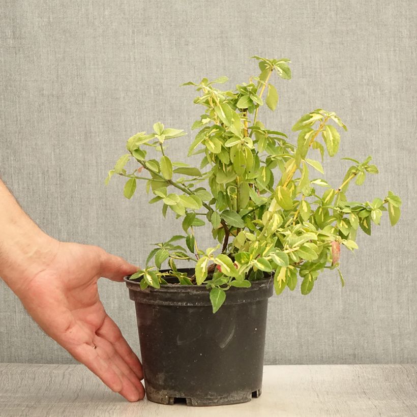 Exemplar von Spindelstrauch Sunspot - Euonymus fortunei Topf mit 2L/3L wie im Sommer geliefert