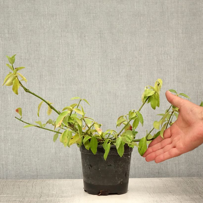 Exemplar von Spindelstrauch Tustin - Euonymus fortunei Topf mit 1L/1,5L wie im Sommer geliefert