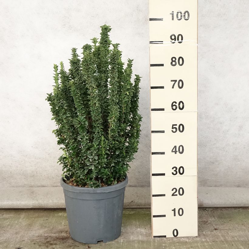 Exemplar von Japanischer Spindelstrauch Benkomasaki - Euonymus japonicus Topf mit 7,5L/10L wie im Sommer geliefert