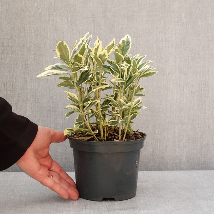 Exemplar von Japanischer Spindelstrauch Bravo - Euonymus japonicus Topf mit 2L/3L wie im Winter geliefert