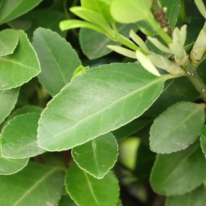 Japanischer Spindelstrauch - Euonymus japonicus (Laub)