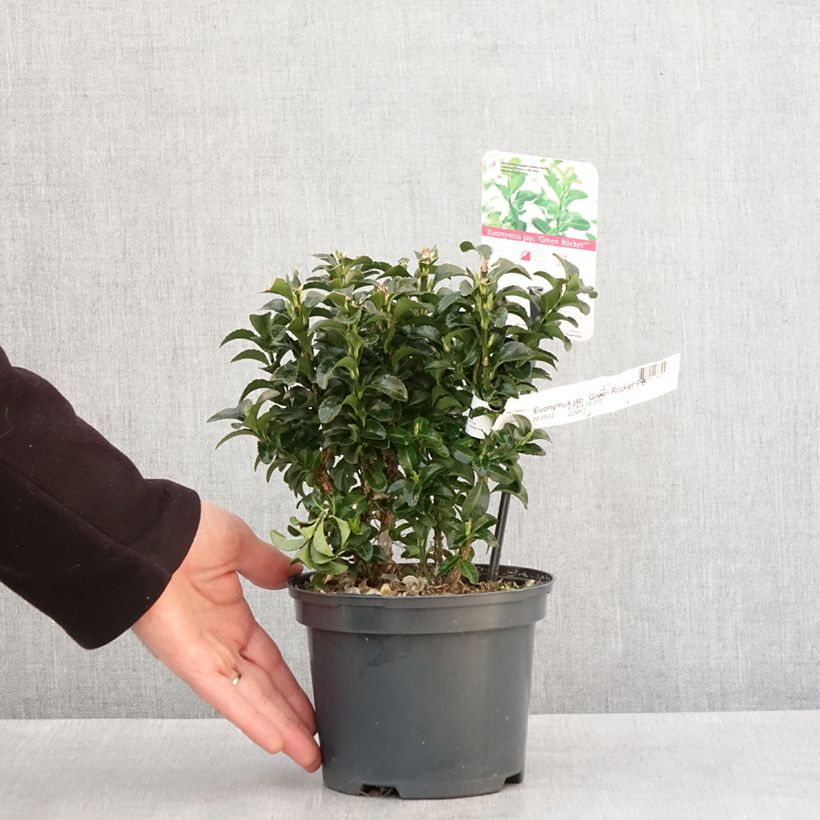 Exemplar von Japanischer Spindelstrauch Green Rocket - Euonymus japonicus Topf mit 2L/3L wie im Winter geliefert