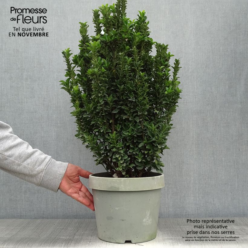 Exemplar von Japanischer Spindelstrauch Paloma Blanca - Euonymus japonicus Topf mit 7,5L/10L wie im Herbst geliefert