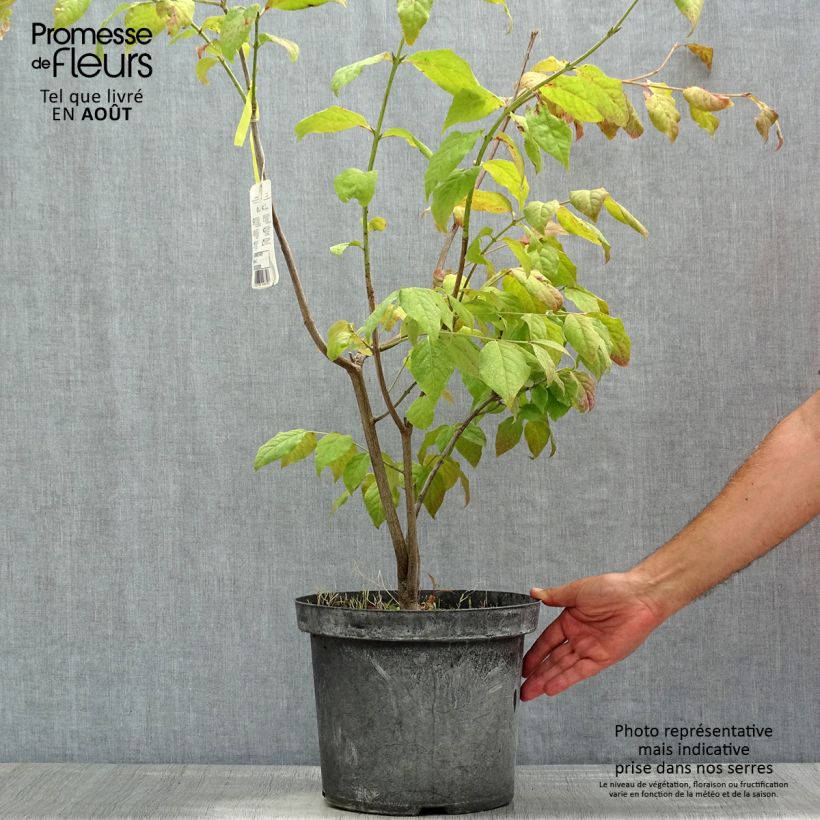 Exemplar von Euonymus planipes - Pfaffenhütchen Topf mit 2L/3L wie im Sommer geliefert