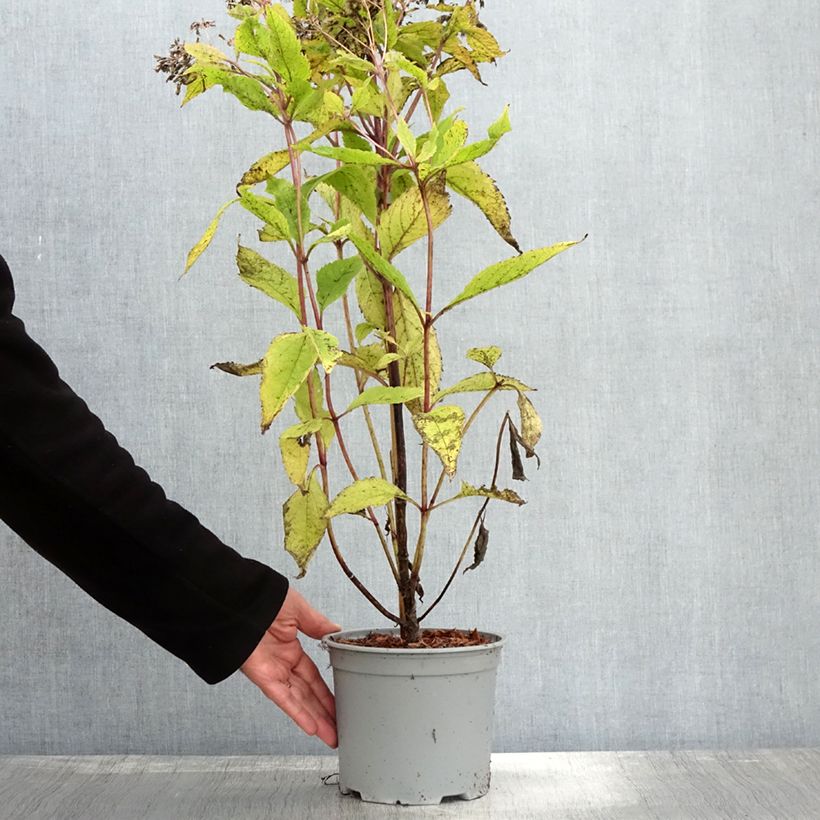Exemplar von Eupatorium Baby Joe - Wasserdost Topf mit 3L/4L wie im Herbst geliefert