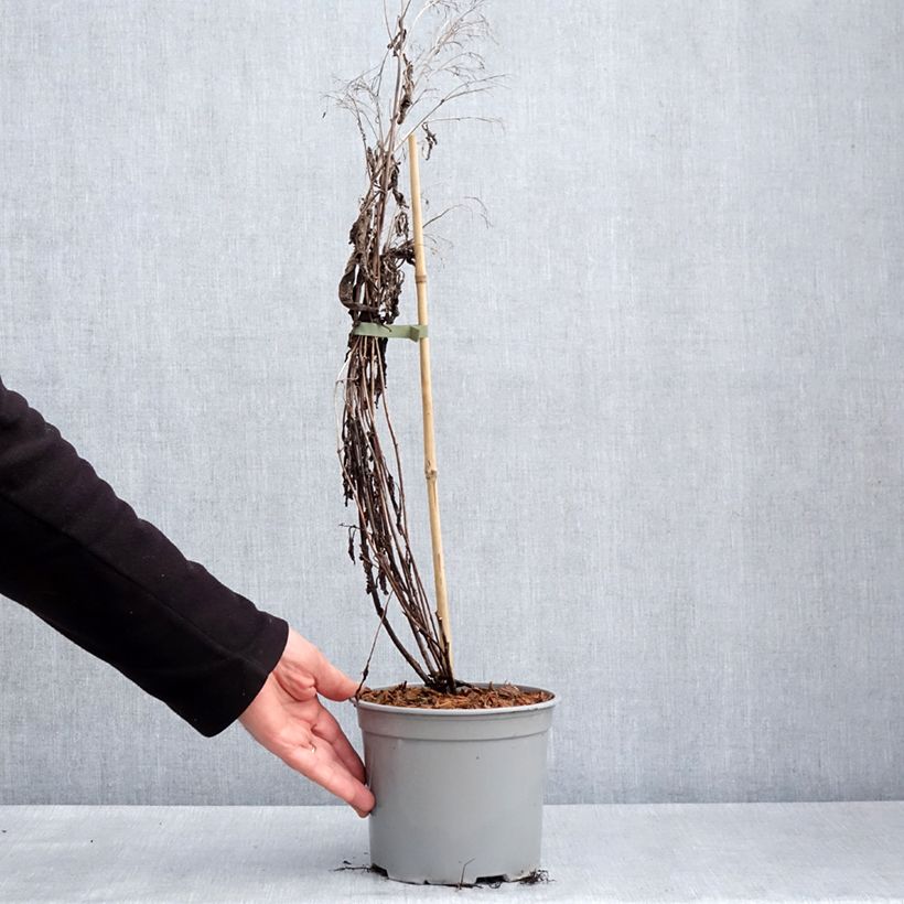 Exemplar von Eupatorium Baby Joe - Wasserdost Topf mit 3L/4L wie im Frühjahr geliefert