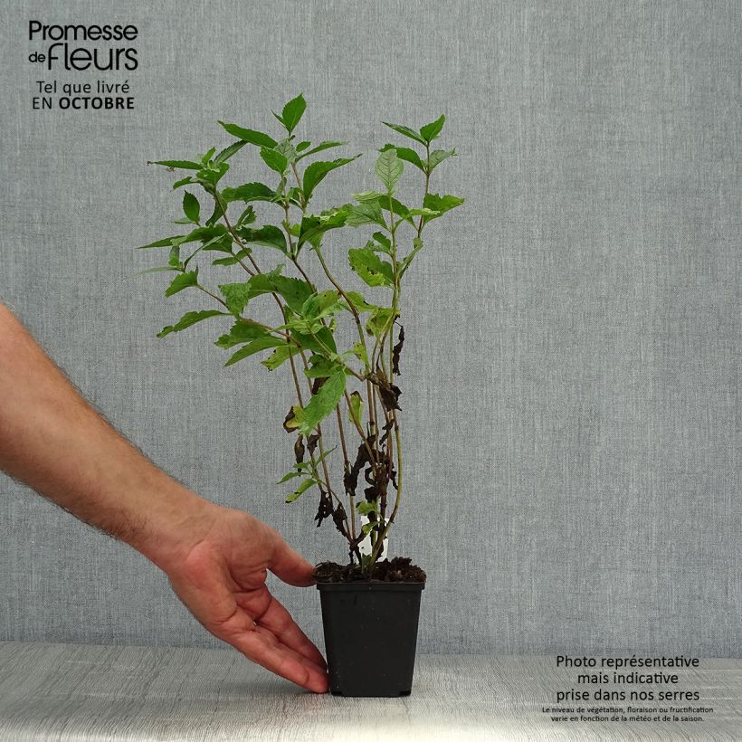 Exemplar von Gefleckter Wasserdost Phantom - Eupatorium maculatum Kleine Töpfe von 8/9 cm wie im Herbst geliefert