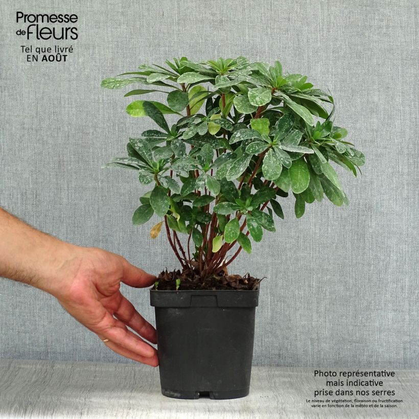 Exemplar von Euphorbia amygdaloïdes var. robbiae - Mandelblättrige Wolfsmilch Topf mit 2L/3L wie im Sommer geliefert