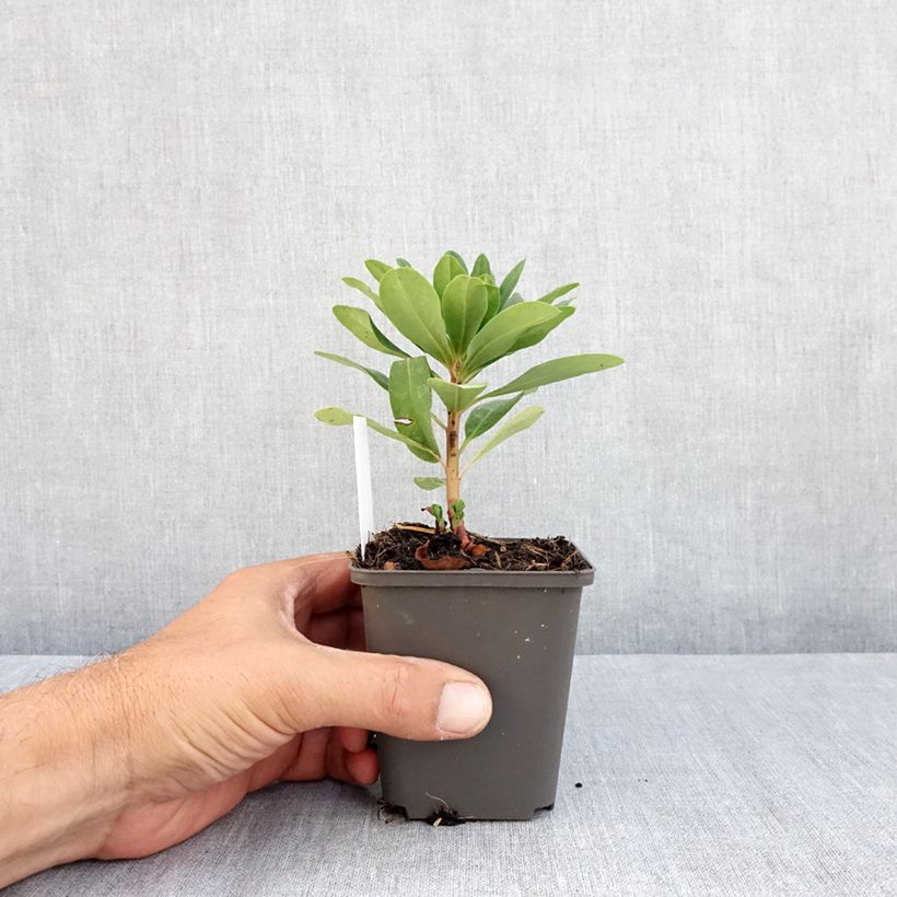 Exemplar von Euphorbia amygdaloïdes var. robbiae - Mandelblättrige Wolfsmilch Kleine Töpfe von 8/9 cm wie im Sommer geliefert