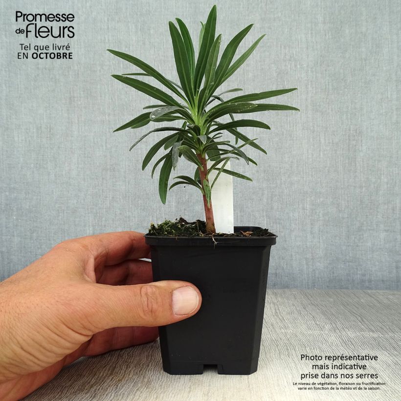 Exemplar von Euphorbia characias Blue Wonder - Palisaden-Wolfsmilch Kleine Töpfe von 8/9 cm wie im Herbst geliefert