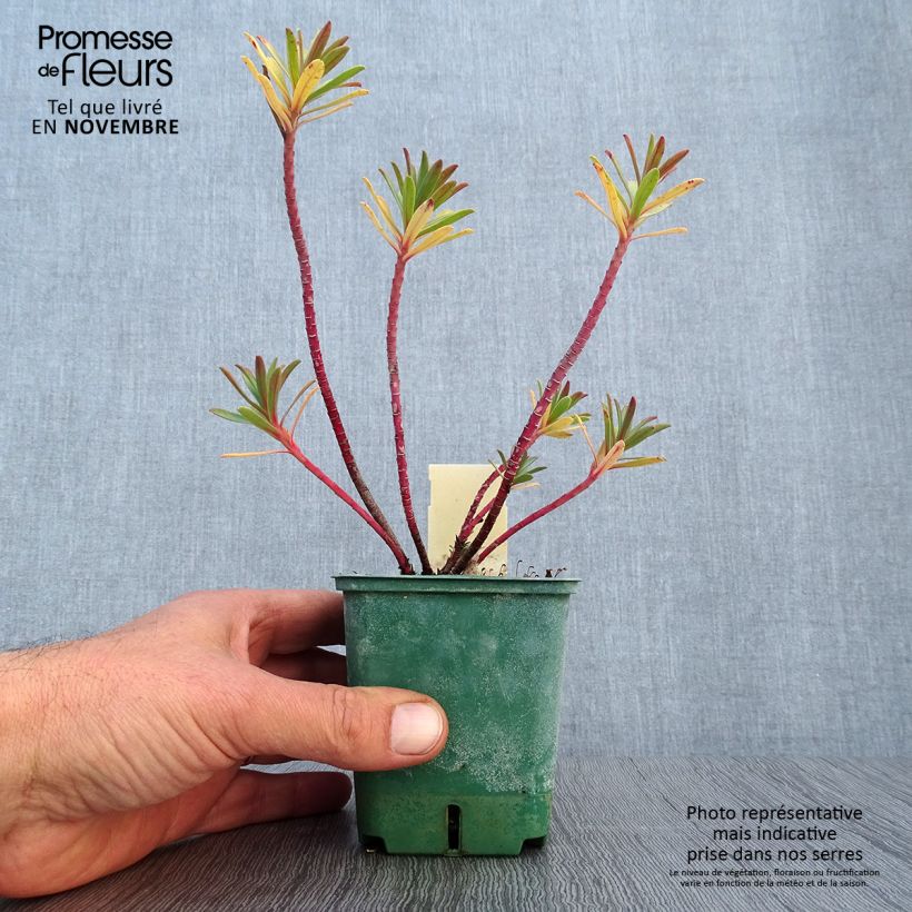 Exemplar von Euphorbia nicaeensis - Nizza-Wolfsmilch Kleine Töpfe von 8/9 cm wie im Herbst geliefert
