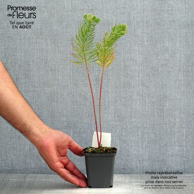 Exemplar von Euphorbia cyparissias - Zypressen-Wolfsmilch Kleine Töpfe von 8/9 cm wie im Sommer geliefert