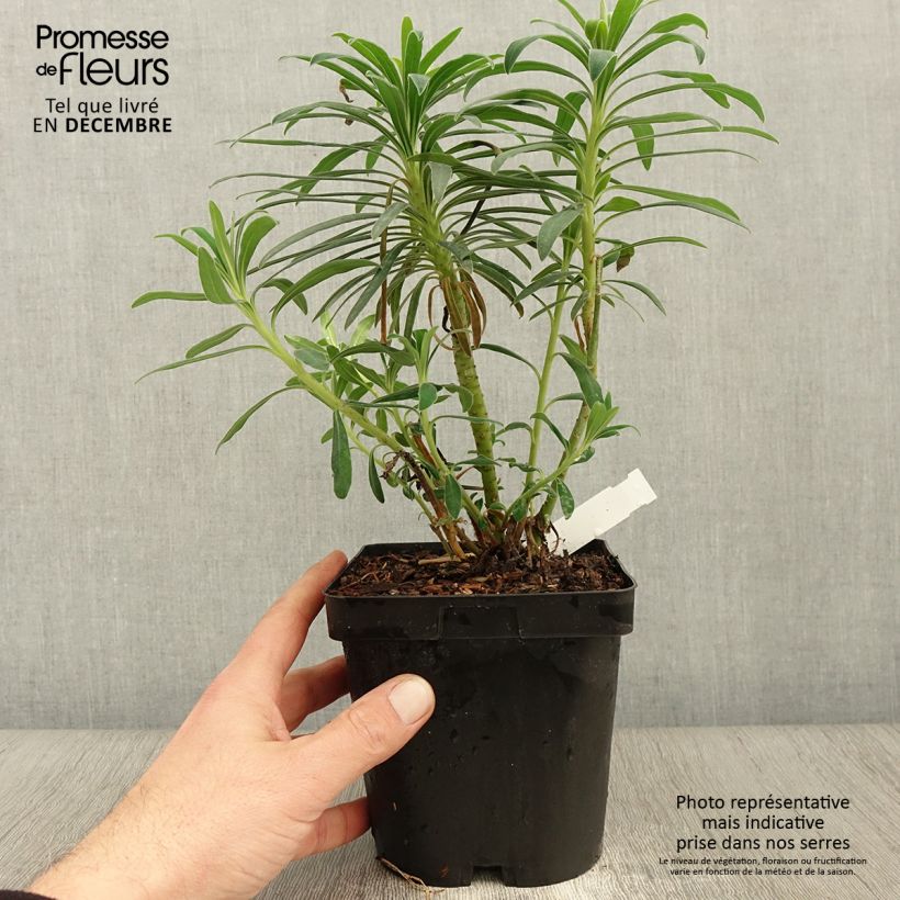 Exemplar von Euphorbia characias - Palisaden-Wolfsmilch Topf mit 2L/3L wie im Herbst geliefert