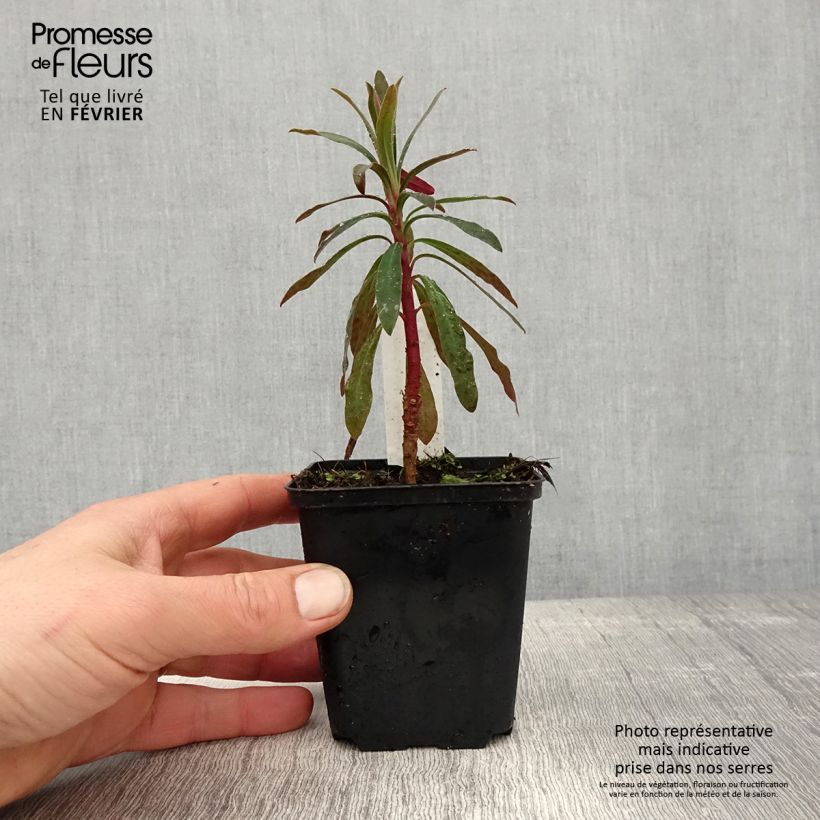 Exemplar von Euphorbia characias Purple and Gold - Palisaden-Wolfsmilch Kleine Töpfe von 8/9 cm wie im Winter geliefert