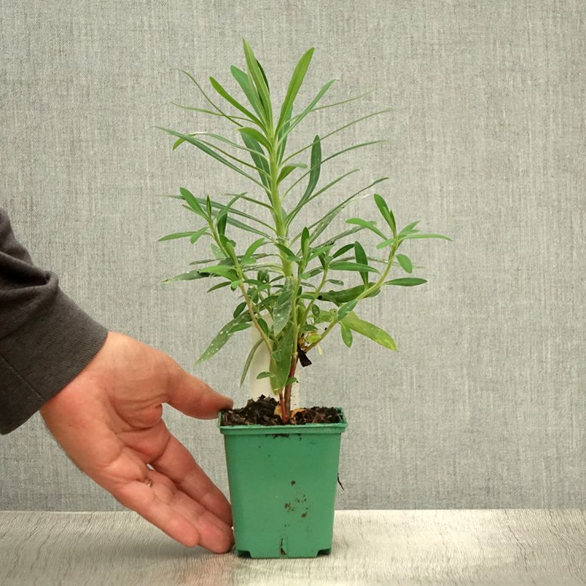 Exemplar von Euphorbia characias subsp. characias ssp. characias - Palisaden-Wolfsmilch Kleine Töpfe von 8/9 cm wie im Sommer geliefert