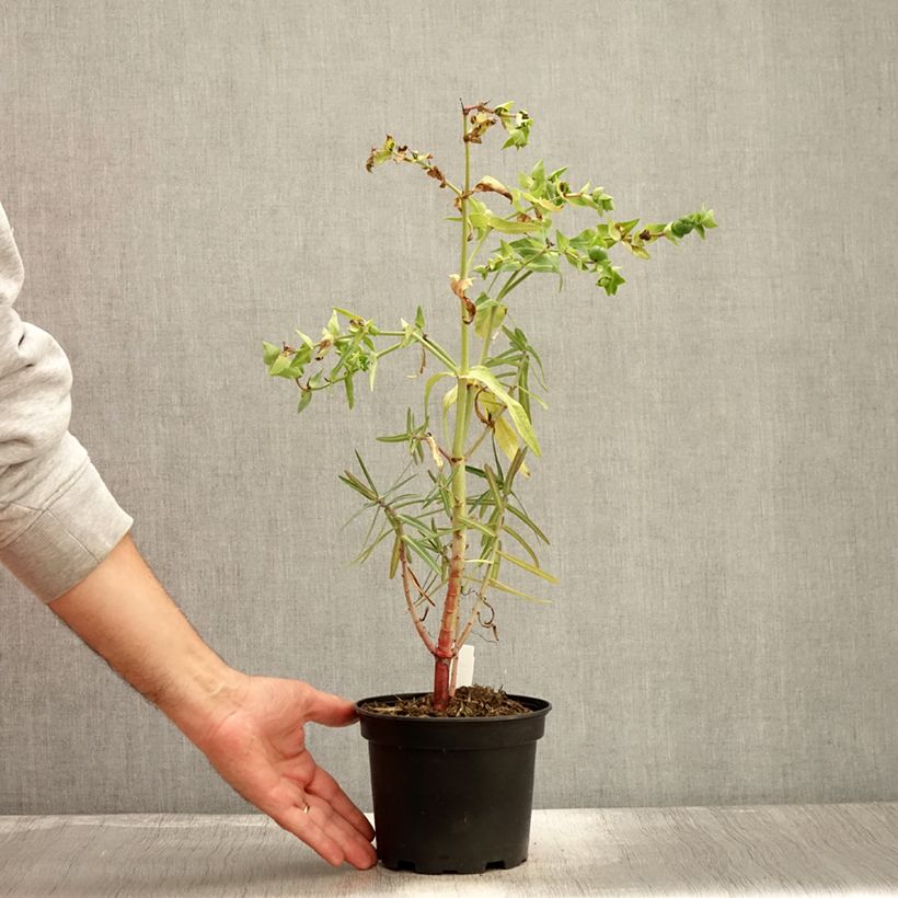 Exemplar von Euphorbia lathyris - Kreuzblättrige Wolfsmilch Topf mit 2L/3L wie im Herbst geliefert