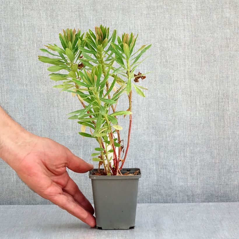 Exemplar von Euphorbia martinii Baby Charm - Busch-Wolfsmilch Kleine Töpfe von 8/9 cm wie im Sommer geliefert