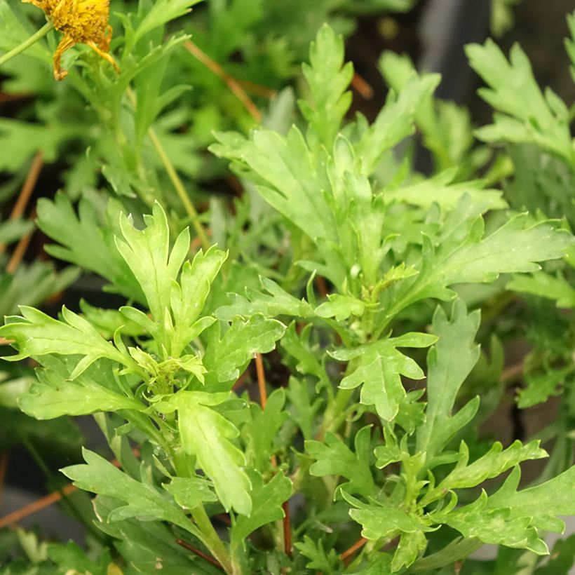 Euryops evansii (Laub)