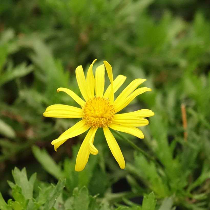 Euryops evansii (Blüte)