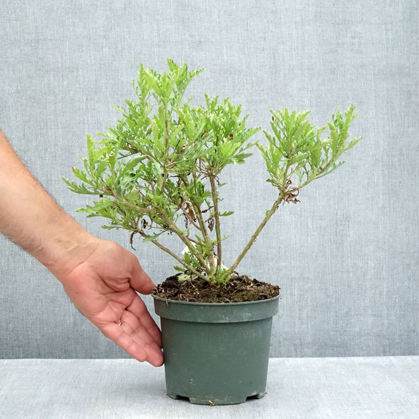 Exemplar von Euryops evansii  Topf mit 2L/3L wie im Sommer geliefert