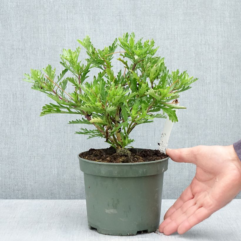 Exemplar von Euryops evansii  Topf mit 2L/3L wie im Frühjahr geliefert
