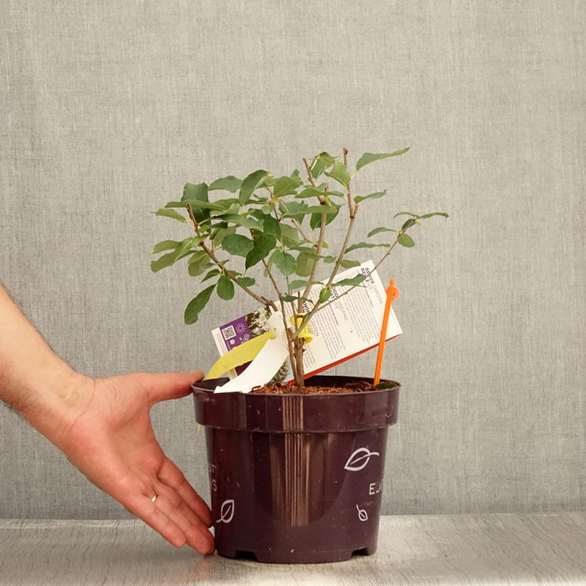 Exemplar von Prunkspiere Lotus Moon - Exochorda macrantha Topf mit 3L/4LGelieferte Höhe ca. 30/40cm wie im Sommer geliefert