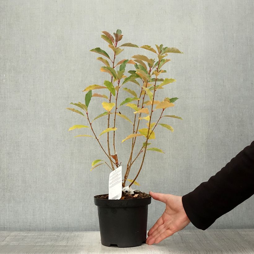 Exemplar von Prunkspiere Blushing Pearl - Exochorda racemosa Topf mit 3L/4L wie im Herbst geliefert