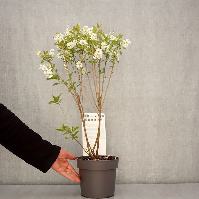 Exemplar von Prunkspiere Magical Springtime - Exochorda racemosa Topf mit 2L/3LGelieferte Höhe ca. 50/60cm wie im Frühjahr geliefert