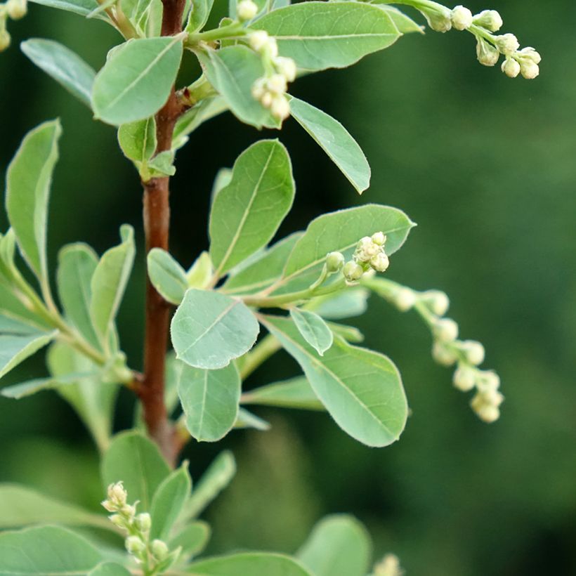 Prunkspiere Snow Mountain - Exochorda racemosa (Laub)