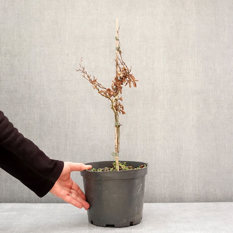 Exemplar von Rotbuche Asterix - Fagus sylvatica Topf mit 4L/5L wie im Winter geliefert