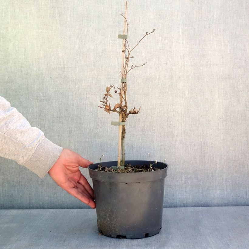 Exemplar von Rotbuche Asterix - Fagus sylvatica Topf mit 4L/5LGelieferte Höhe ca. 40/60cm wie im Frühjahr geliefert