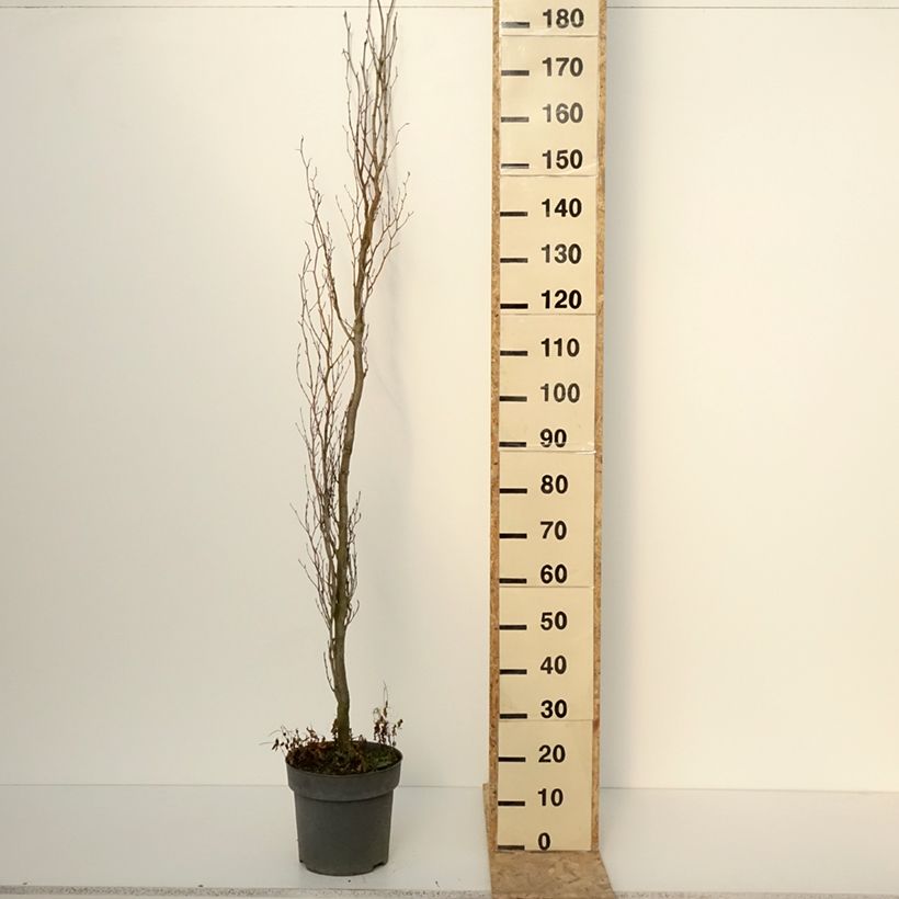 Exemplar von Rotbuche Callista - Fagus sylvatica Topf mit 7,5L/10L wie im Winter geliefert