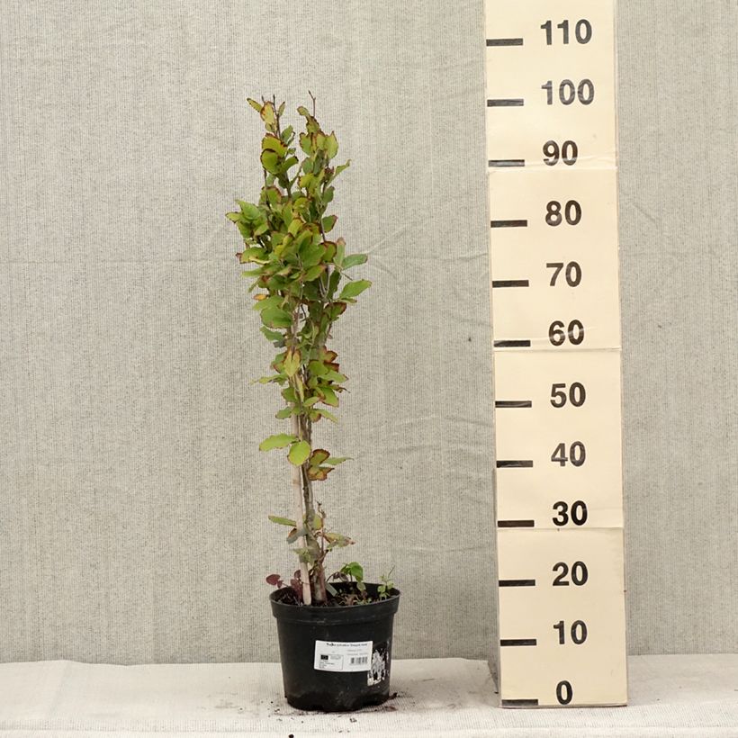 Exemplar von Rotbuche Dawyck Gold - Fagus sylvatica Topf mit 4L/5LGelieferte Höhe ca. 60/80cm wie im Sommer geliefert