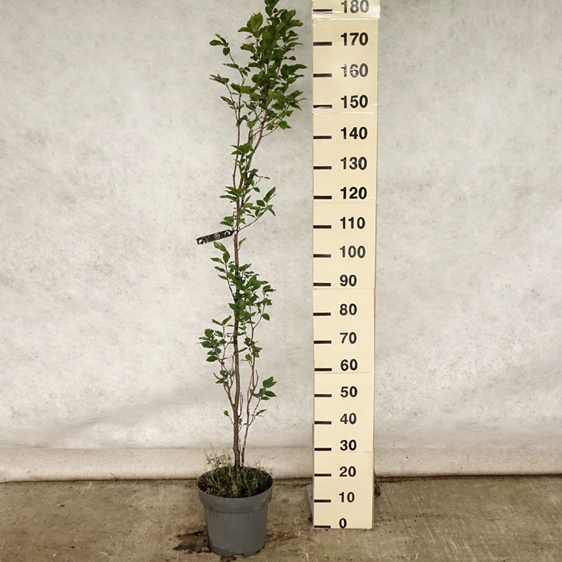 Exemplar von Rotbuche Dawyck - Fagus sylvatica Topf mit 7,5L/10L wie im Sommer geliefert